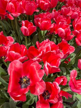 Parlak kırmızı lalelerden oluşan çarpıcı bir küme, ipeksi yaprakları gün ortası güneşi altında ardına kadar açıldı. Canlı renk ve karanlık merkezler yumuşak yeşil yapraklara karşı çarpıcı bir kontrastlık yaratır.