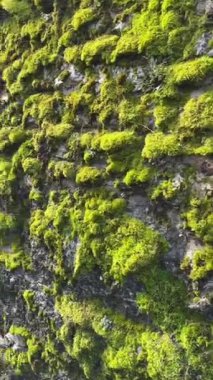 Engebeli bir kaya yüzeyini kaplayan canlı yeşil yosunların yakın çekim görüntüsü gölgeli ve nemli ortamlarda dokuların ve esnekliğin güzelliğini gözler önüne seriyor..