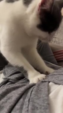 Kabarık tüylü bir kedi, yumuşak bir dokuyu patileriyle yoğurur. Rahatlama ve güvenin göstergesidir. Bu sevimli kedi 