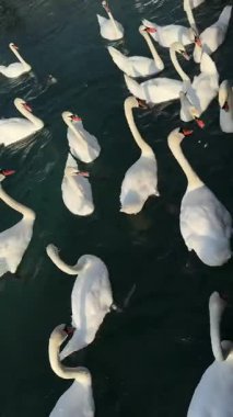 Beyaz kuğuların güzel bir araya gelmesi, ılık güneş ışığıyla aydınlanan, derin mavi-yeşil bir su üzerinde huzur içinde süzülerek, sakin ve zarif bir doğa sahnesi yaratıyor.