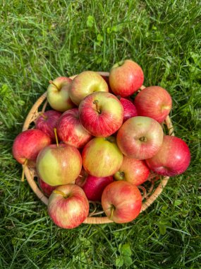 Bir sepet dolusu olgun kırmızı ve sarı elma yeşil çimenlerin üzerine yerleştirilmiş, sonbahar hasadını, tazeliği ve doğal organik ürünü simgeliyor..
