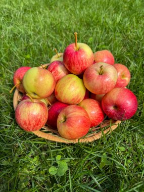 Bir sepet dolusu olgun kırmızı ve sarı elma yeşil çimenlerin üzerine yerleştirilmiş, sonbahar hasadını, tazeliği ve doğal organik ürünü simgeliyor..