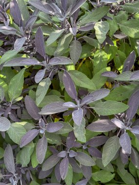 Doğal güneş ışığında yeşil ve mor yaprakların karışımını gösteren bir adaçayı bitkisinin yakın çekimi..