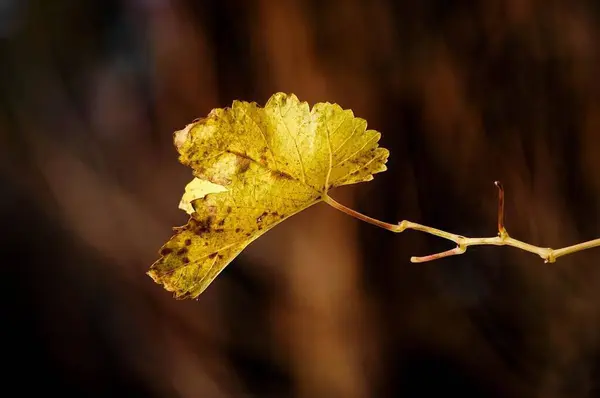 Sonbaharda, günbatımının ışığında, sarı yapraklı akçaağaç dalları. Kuru sonbahar yaprakları arka plan, altın akçaağaç yaprakları, sonbahar parkı, mevsimler değişir, sonbahar doğası.