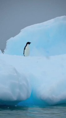 Karda tek başına duran penguen, Antarktika 'daki Chinstrap penguenleri vahşi yaşam. 2024. Okyanusun ortasındaki bir buzdağının üzerinde bir penguen oturuyor. Güzel Şirin Kuş. Gentoo Penguenleri