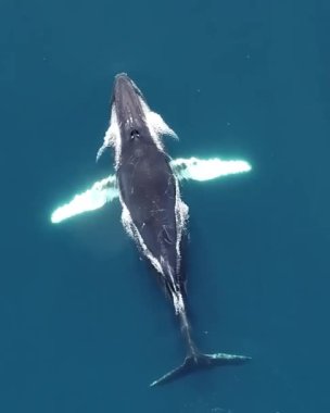 Kambur balina Megaptera novaeangliae, spreyleme ve dalış, Güney Grönland, Grönland. Üst görünüm