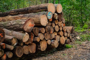 Kütük ağaç gövdeleri yol boyunca istiflenmiş. Ağaç kesiyorum. İhracat için kereste hazırlığı. Panorama. Yüksek kalite fotoğraf