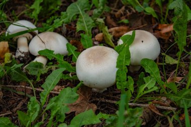Ormanda yetişen Porcini mantarları yeşil çimenlerin arka planında yetişiyor. Yüksek kalite fotoğraf