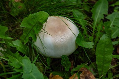 Çimenlerde beyaz şapkalı bir mantar ve Çek Cumhuriyeti 'nde sonbaharda toprak. Yüksek kalite fotoğraf