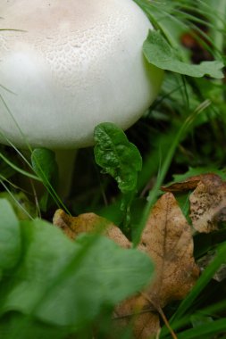 Porcini mantar kaplaması, sonbaharda yeşil ve sarı çimenlerin arka planına yakın plan. Yüksek kalite fotoğraf