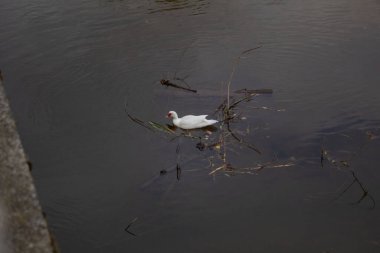 Çek Cumhuriyeti 'nin dibinde dalları olan bir sonbahar göleti üzerinde beyaz bir kuğu yüzüyor. Yüksek kalite fotoğraf