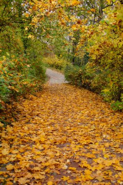 Çek parkında asfalt sonbahar yolu, sarı yaprakların arasında. Yüksek kalite fotoğraf