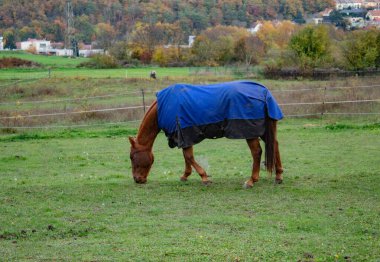 Mavi pelerinli bir at sonbaharda Çek otlaklarında otlar. Yüksek kalite fotoğraf