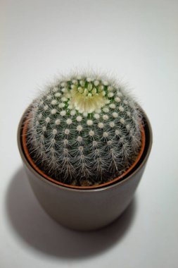 Top view of a small green cactus with white needles, on a white background, in a brown pot. High quality photo clipart