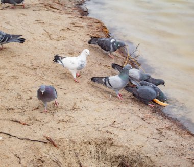Deniz kenarındaki güvercinler, gölün kumlu sahilinde ekmek kırıntıları arıyorlar. Yüksek kalite fotoğraf