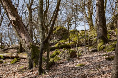 Terk edilmiş orman, taşları, ağaçları, yosunları, yolları olan, Çek Cumhuriyeti 'nde, baharda. Yüksek kalite fotoğraf