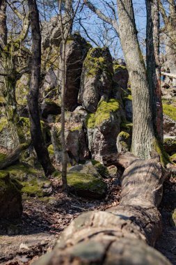 Kayalardan, büyük taşlardan, Çek dağlarından oluşan bir arka planda uzun bir ağaç gövdesi, Brno. Yüksek kalite fotoğraf
