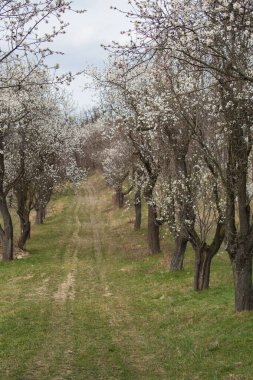 Badem çiçekleri sokağı, yeşil çimlerin arka planında, mavi gökyüzünde, insansız. Yüksek kalite fotoğraf