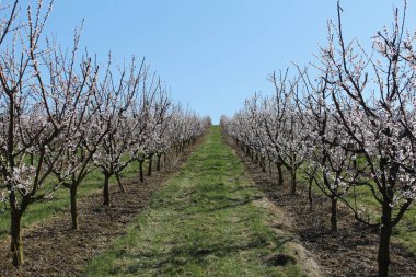 Çek bahçelerinde çiçek açan genç ağaçlar, Brno. Yüksek kalite fotoğraf