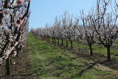 Genç ağaçların çiçekleri yeşil çimen ve mavi gökyüzüne karşı, Çek Baharı, Brno şehri. Yüksek kalite fotoğraf