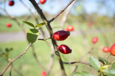 Parlak kırmızı böğürtlen ve taze yeşil yapraklı yabani gül ağacı. Doğanın sembolü, bitkisel ilaçlar, vitaminler ve doğal sağlık..