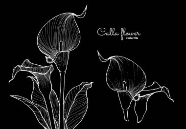 Kalla zambak çizgisi, arka plan, baskı ya da çevrimiçi materyaller için. Bu güzel çiçeğin siyah arka planda beyaz olarak çizilmiş el çizimi vektör çizgisi. Kart, pankart ya da güzel bir arkaplan şablonu. 