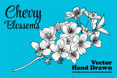 Vektör el çizilmiş kiraz çiçekleri. Siyah hatlar, beyaz gruplar. Baskı ve online tasarım projeleri için zarif kiraz çiçekleri. Bu varlıklar kullanıma hazır, düzenlemesi kolay..