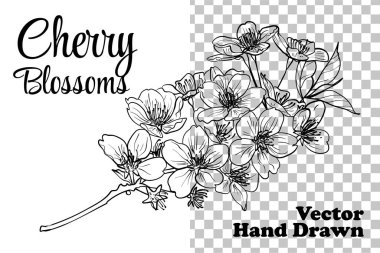 Vektör el çizilmiş kiraz çiçekleri. Baskı ve online tasarım projeleri için zarif kiraz çiçekleri. Bu varlıklar kullanıma hazır, düzenlemesi kolay. Siyah özet, dolgu yok, ince detaylarla.. 
