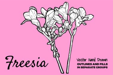 El çizimi vektör frezya çiçekleri. Pembe arka planda, çiçekli, tomurcuklu bahar çiçekleri. Tüm özet ve dolgu ayrı gruplarda. 