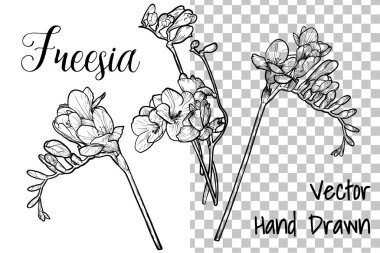 El çizimi vektör frezya çiçekleri. Bahar çiçekleri şeffaf bir arkaplanda, çiçeklerle, tomurcuklarla izole edilmiş. Siyah özet, dolgu yok, ince detaylarla.. 
