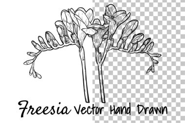 El çizimi vektör frezya çiçeği. Bahar çiçeği şeffaf bir arkaplanda izole edilmiş, çiçekler, tomurcuklar saplarda. Siyah özet, dolgu yok, ince detaylarla.. 