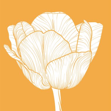 Basit kare vektör düz lale çizimi. Sarı kenar manzaralı kare tasarımlı lale sarı arka planda çiçek açıyor. İllüstrasyon sadece ana hatlar ve çizgiler ile doludur.. 