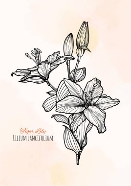 Kaplan zambağı çizgisi A4 formatını kaydet. Elle çizilmiş kaplan zambağı çiçekleri ile bej arka planda siyah renkli zarif bir tasarım. Vektör tasarımını düzenlemek kolay Kullanılmaya hazır.