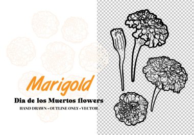 Dia de los Muertos çiçekleri el çizimi vektör hatları. Çizgi sanatı çiçekleri tomurcuklanır ve çiçek açar. Yazdırma ve çevrimiçi projeler için resim. 