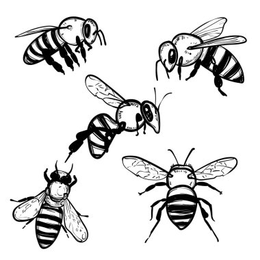 Çizgi sanatı yarım yamalak arılar. Bal ve bal içeren gıda ürünleri için simge ya da logo olarak kullanılabilen el çizimi vektör böcekleri.