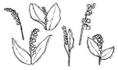 Vadinin el yapımı zambakları. Beyaz arka planda izole edilmiş güzel kış çiçeklerinin siyah çizgi sanatı. Çevrimiçi ve yazdırma projeleri için resim.