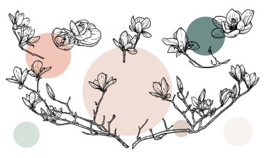 El çizimi sanat manolyaları dallara ya da çiçeklere. Bahar çiçeklerinin vektör çizimleri. Güzel çiçeklerin zarif kabataslak karalamaları. Yazdırma ve çevrimiçi tasarımlar için grafik varlıkları.