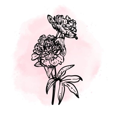 El çizimi sanat şakayıkları bir sapta çiçek açar. Bahar çiçeğinin vektör çizimi. Pembe suluboya arka planda güzel çiçeğin zarif karalaması. Yazdırma ve çevrimiçi tasarımlar için grafik varlıkları.