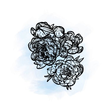 Şakayıkların el çizimi sanat manzarası çiçek açıyor. Bahar çiçeğinin vektör çizimi. Mavi suluboya arka planda güzel çiçeğin zarif karalaması. Yazdırma ve çevrimiçi tasarımlar için grafik varlıkları.