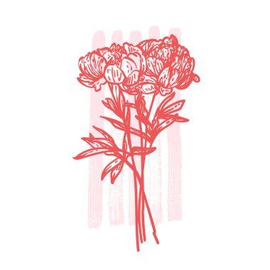 El çizimi sanat şakayıkları buketi. Bahar çiçeklerinin vektör çizimi. Pembe çizilmiş arka planda güzel çiçeklerin zarif mercan kırmızısı karalaması. Yazdırma ve çevrimiçi tasarımlar için grafik varlıkları.