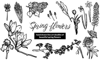 Bahar çiçekleri, sümbül, kardelen, narsist, vadi zambağı, lale, şakayık, leylak, manolya, zambak, göz, narsis gibi siyah çizgi sanatı. Yazdırma ve web tasarımları için el çizimi vektör çiçekleri.