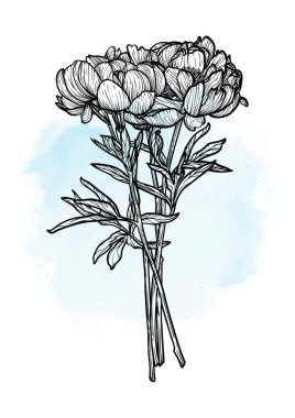 A4, A3, Peony buket vektör el çizimi. Mavi suluboya serpiştirilmiş zarif siyah çiçekli sanat baskısı. Çevrimiçi ve yazdırma için son derece detaylı ve yüksek kalitede grafik değeri. 