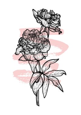 A4, A3, Şakayık çizgili çizgili el çizimi çizimi. Güzel ve zarif siyah ve pembe bahar çiçekli sanat baskısı. Çevrimiçi ve yazdırma için son derece detaylı ve yüksek kalitede grafik değeri.