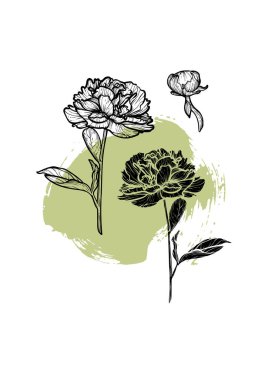 A4, A3, Şakayık çizgi sanatı ve vektör el çizimi. Güzel ve zarif siyah ve yeşil bahar çiçekli sanat baskısı. Çevrimiçi ve yazdırma için son derece detaylı ve yüksek kalitede grafik değeri.