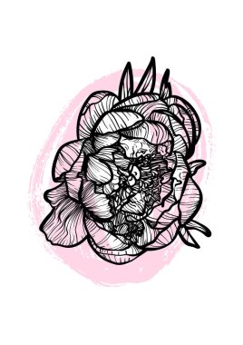 A4, A3, Şakayık çizgili çizgili el çizimi çizimi. Güzel ve zarif siyah ve pembe bahar çiçekli sanat baskısı. Çevrimiçi ve yazdırma için son derece detaylı ve yüksek kalitede grafik değeri.