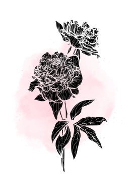 A4, A3, Peony vektör el çizimi. Pembe suluboya serpiştirilmiş zarif siyah çiçekli sanat baskısı. Çevrimiçi ve yazdırmak için oldukça detaylı ve yüksek kalitede grafiksel varlık. Satır yok sadece doldur.