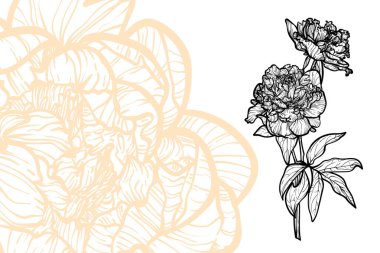 Şakayık çiçekleri, vektör formatı, el çizimi taslak. Düzenlemesi kolay, kullanıma hazır. Beyaz arkaplanda bir portakal ve siyah bir çiçek karışımı.. 