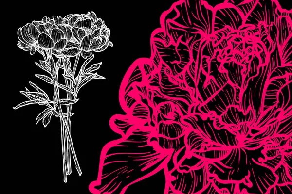 Şakayık çiçekleri, vektör formatı, el çizimi taslak. Düzenlemesi kolay, kullanıma hazır. Siyah arka planda beyaz çiçek ve mercan karışımı bir şey.. 