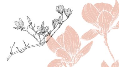 Manolya çiçekleri, vektör biçimi, elle çizilmiş ana hatlar. Düzenlemesi kolay, kullanıma hazır. Beyaz arkaplanda bej ve siyah bir çiçek karışımı.. 