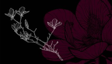 Manolya çiçekleri, vektör biçimi, elle çizilmiş ana hatlar. Düzenlemesi kolay, kullanıma hazır. Bir allık ve beyaz bir bahar çiçeğinin karışımı.. 